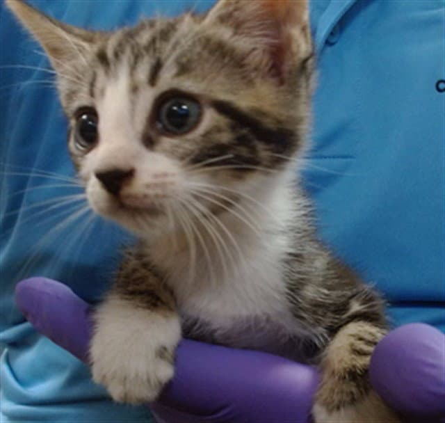 Gimly - Domestic Short Hair