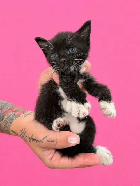 Muffin - Domestic Short Hair