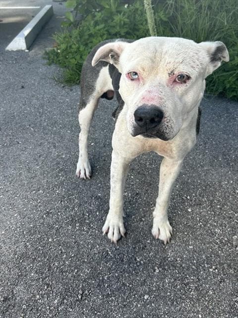 Ocean - American Pit Bull Terrier