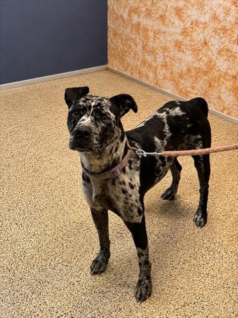 Fiona - Catahoula Leopard Dog