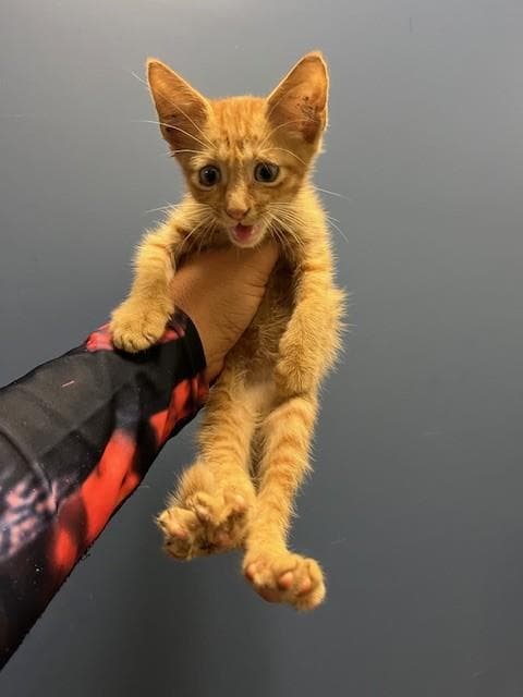 Tiger - Domestic Short Hair