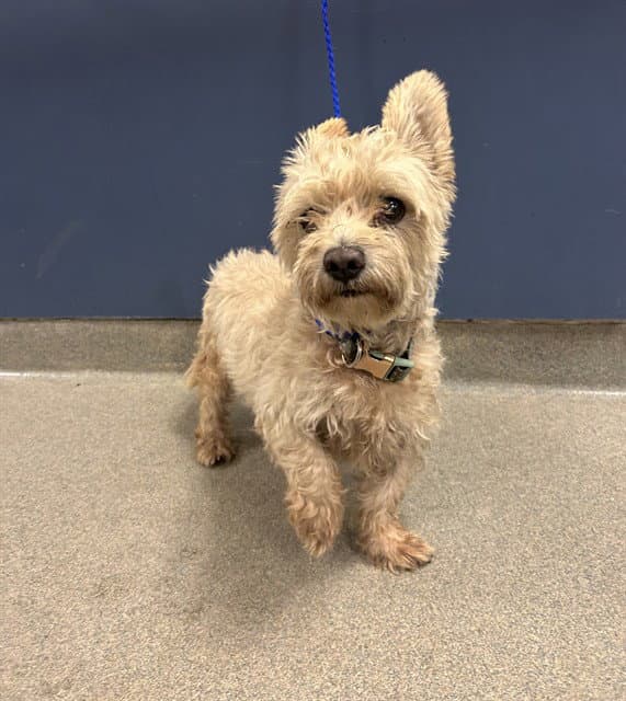 Ozzy - Poodle (Miniature)