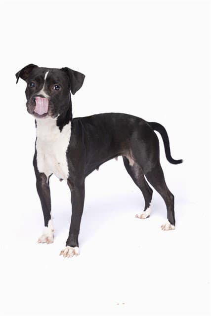 Athena - American Staffordshire Terrier