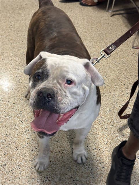 Sparky - American Bulldog