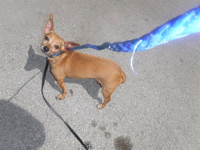 Sara - Chihuahua