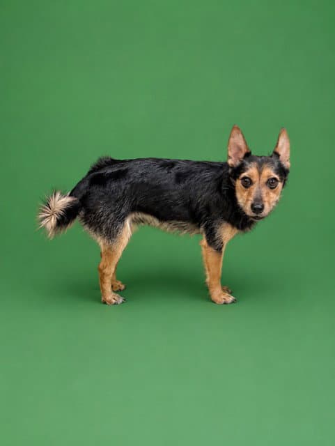 Tobby - Yorkshire Terrier Yorkie