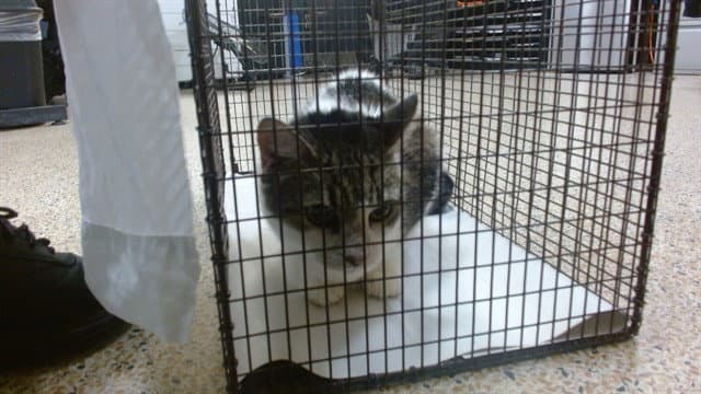 Princess - Domestic Short Hair