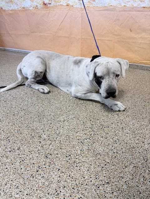 Pirate - Dogo Argentino