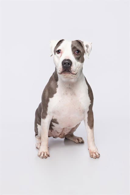 Jay - American Staffordshire Terrier