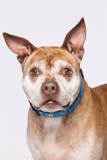Charlie - American Bulldog