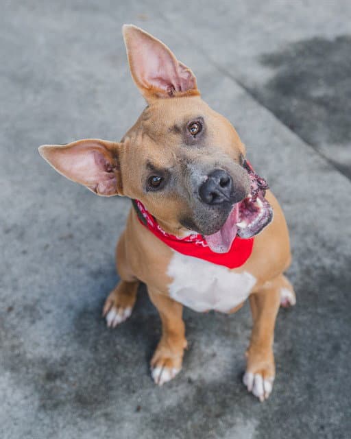 Rowan - Bull Terrier