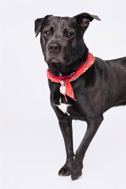 Zero - American Staffordshire Terrier