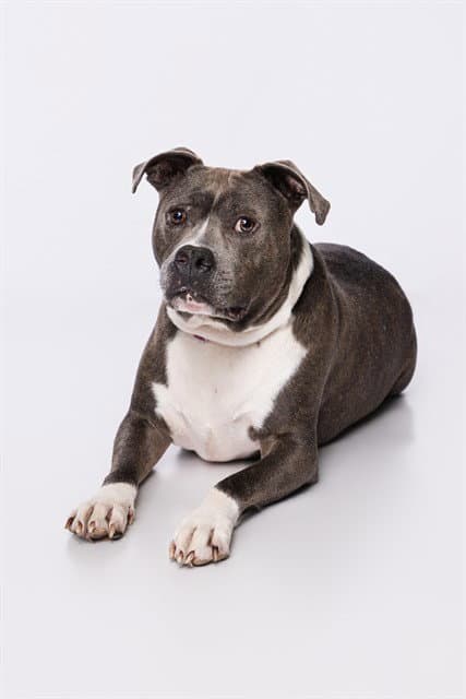 Jim - American Bulldog