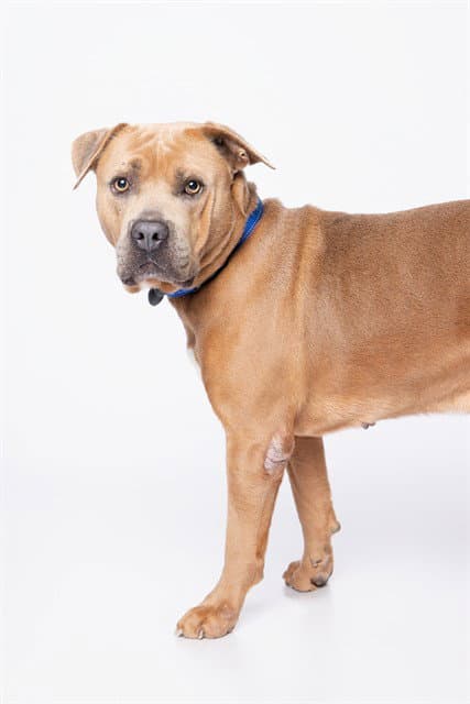 Bool - American Bulldog