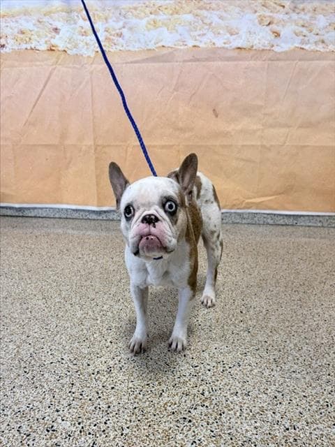 Pinky - French Bulldog