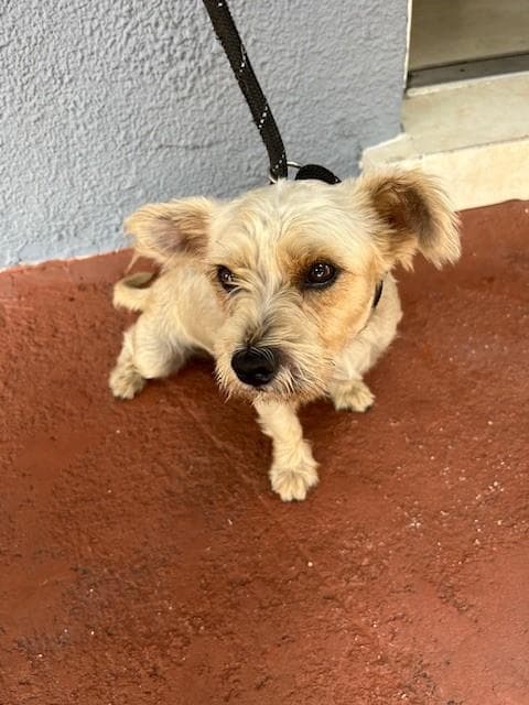 Sammy - Miniature Schnauzer