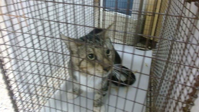 Mitch - Domestic Short Hair