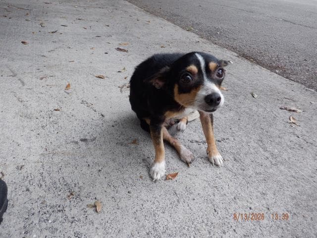 Mimi - Chihuahua