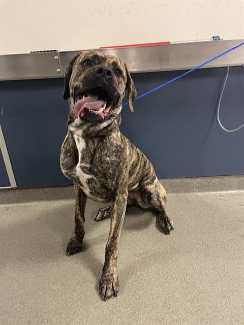 Athena - Mastiff