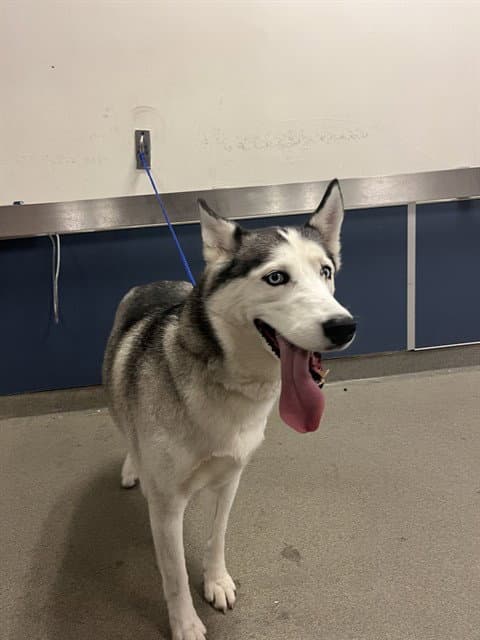 Lola - Siberian Husky