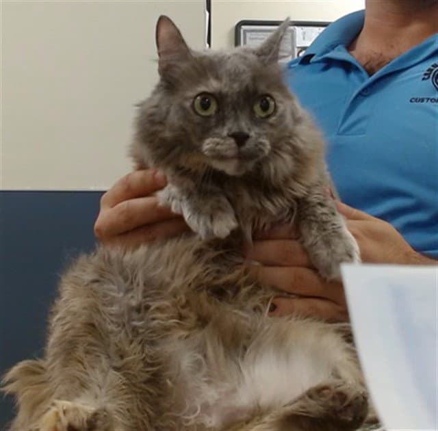 Violet - Domestic Short Hair