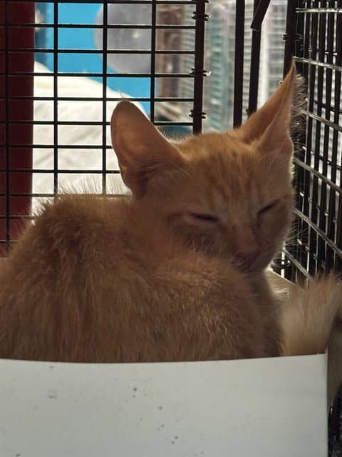 Frank - Domestic Short Hair