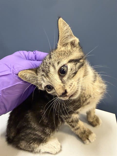 Lory - Domestic Short Hair
