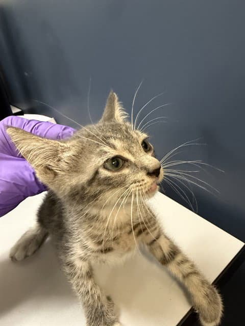 Tinna - Domestic Short Hair