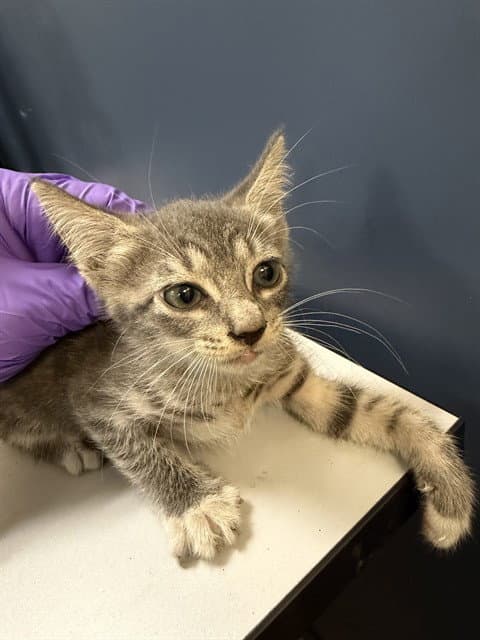 Litta - Domestic Short Hair