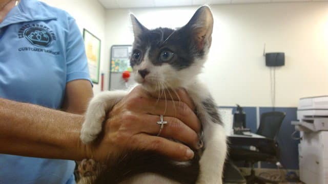 Queenie - Domestic Short Hair