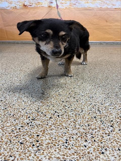 Miyalah - Chihuahua