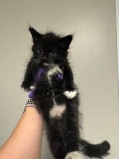 Annita - Domestic Short Hair