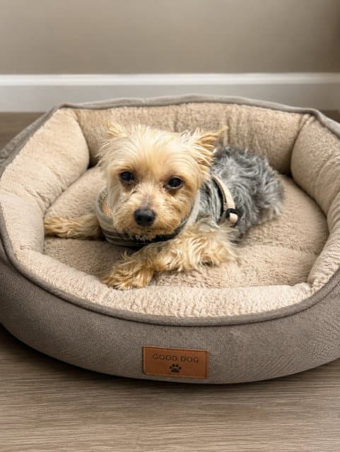 Stewie - Yorkshire Terrier Yorkie