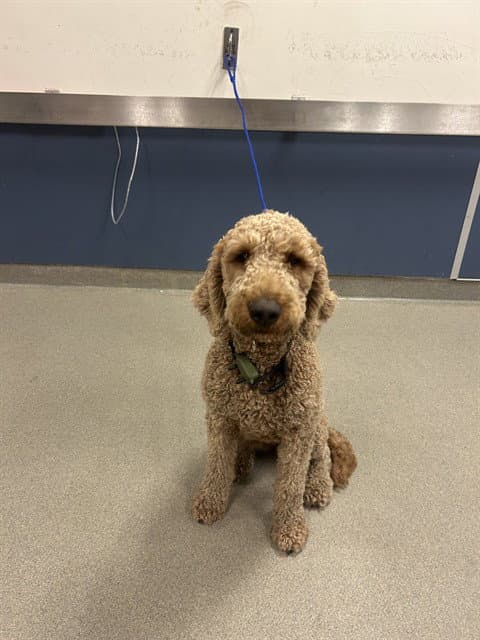 Bubby - Poodle (Standard)