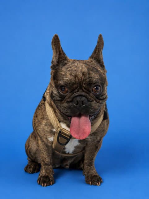 Shelby - French Bulldog
