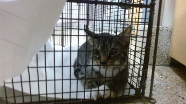 Won Ton - Domestic Short Hair