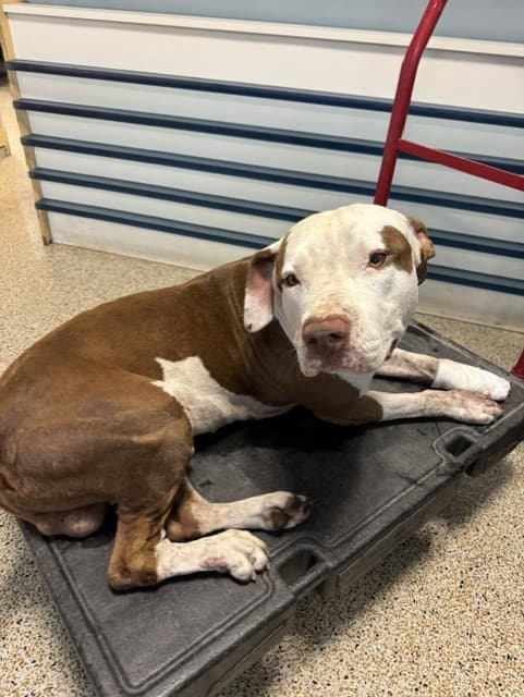 Draco - American Staffordshire Terrier