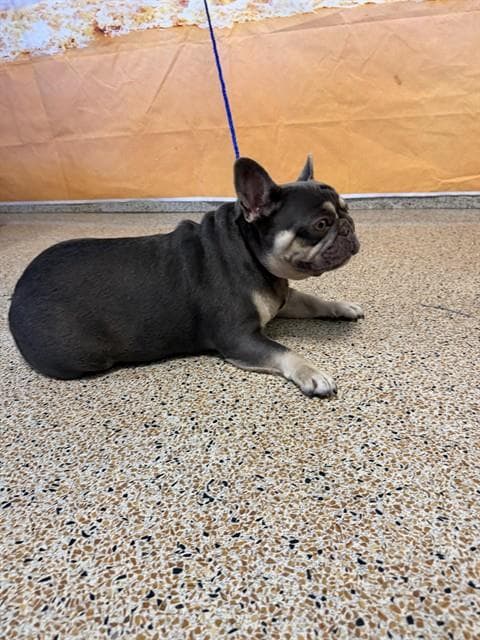 Emory - French Bulldog
