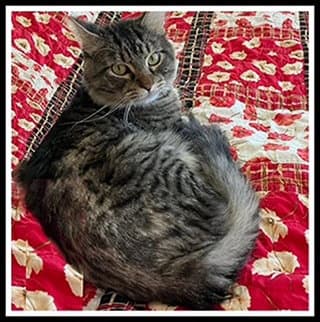 Shamrock - Domestic Medium Hair