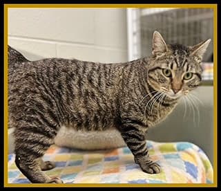 Biscuit Maker - Domestic Short Hair