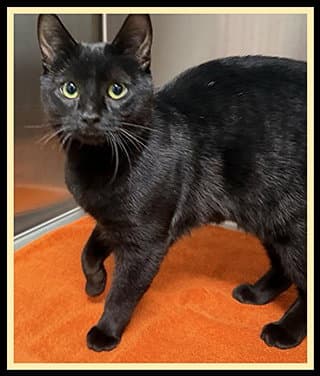 Sponge - Domestic Short Hair