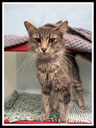 Lila - Domestic Medium Hair