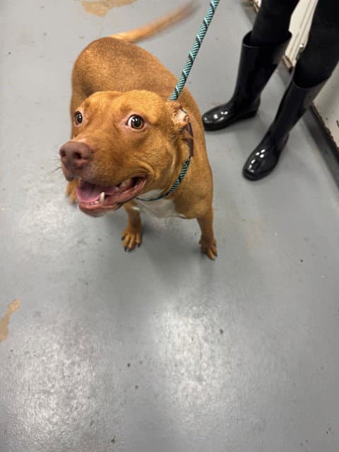 Baleen - Pit Bull Terrier