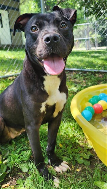 Cinderella - Labrador Retriever