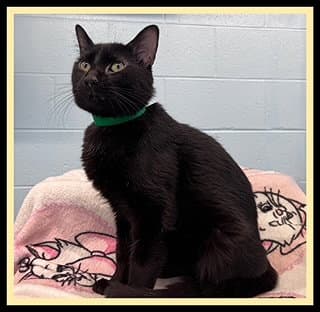 Isaac - Domestic Short Hair