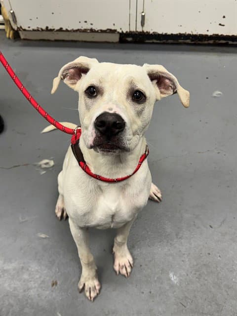 Blanda - Pit Bull Terrier