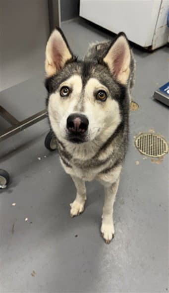 River Rock - Siberian Husky