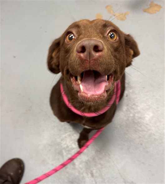 Shine - Labrador Retriever