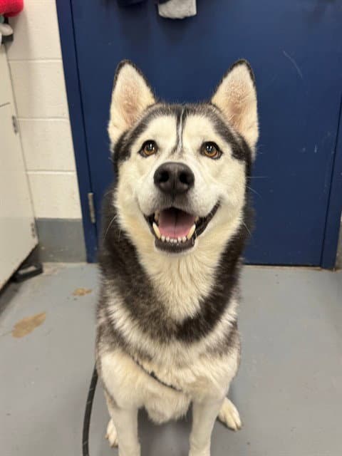 Frisco - Siberian Husky