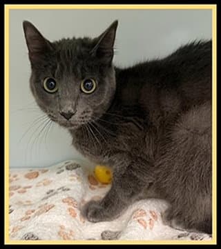 Stormie - Domestic Short Hair